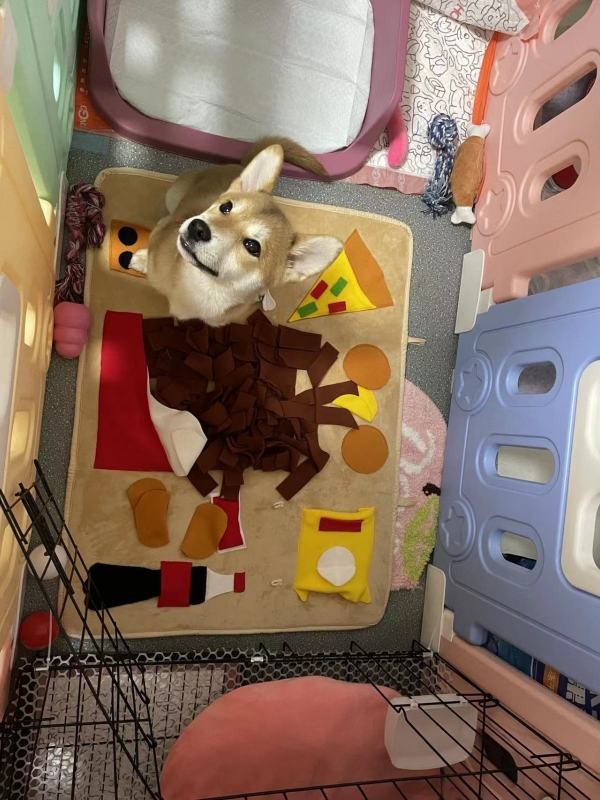 新手养狗有什么需要特别注意的